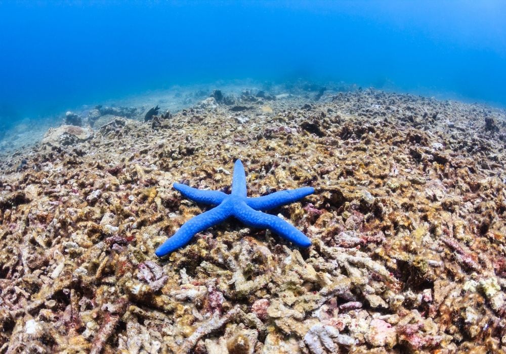 blue-star-fish-on-damaged-coral-reef