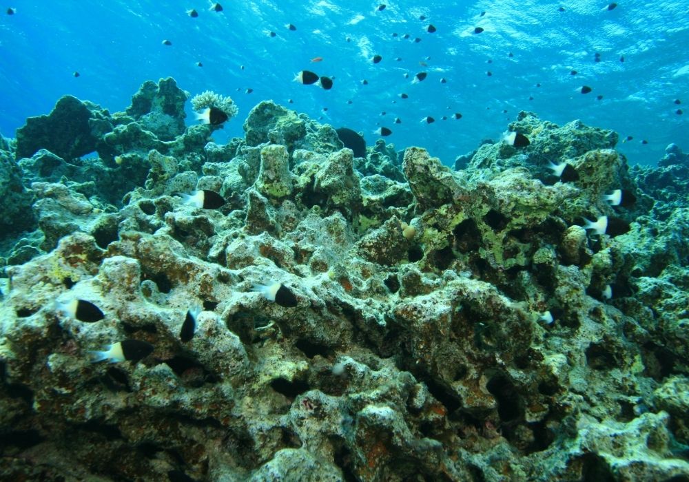 dead-coral-reef-global-warming