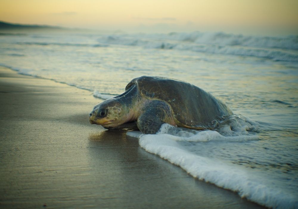 olive-ridley-sea-turtle