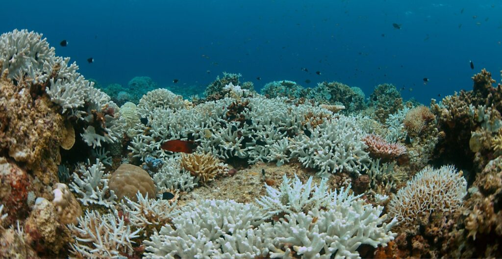 save-the-coral-reefs