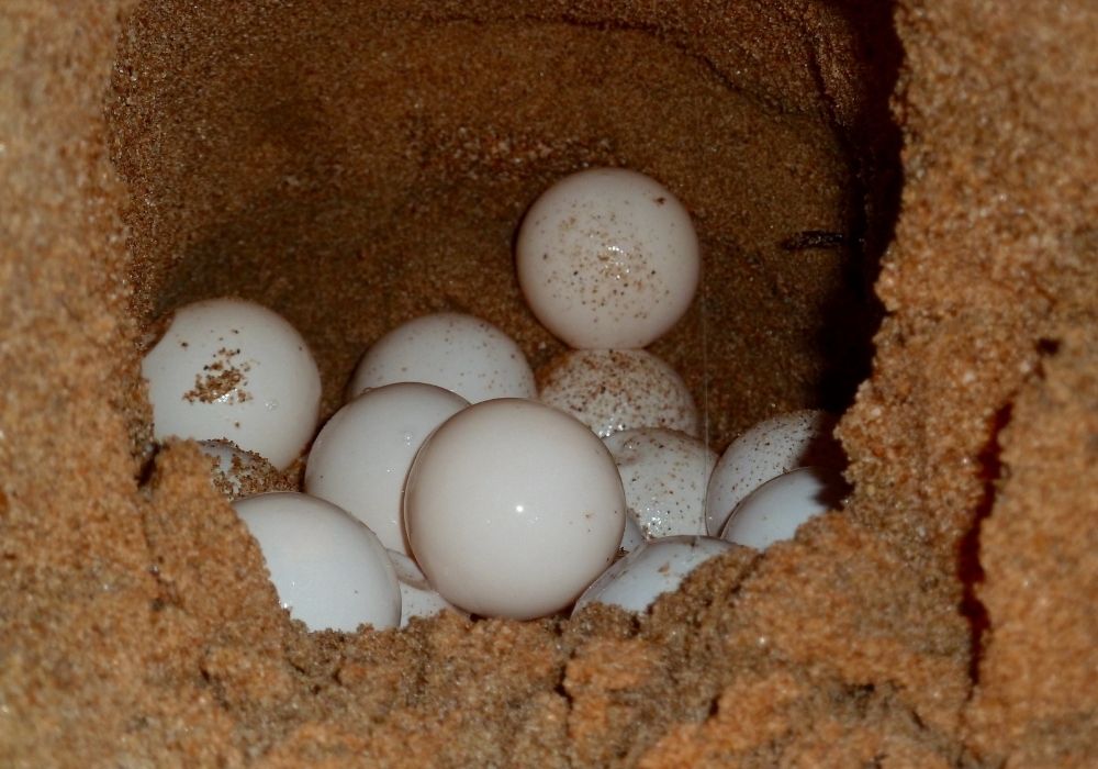 sea-turtle-eggs