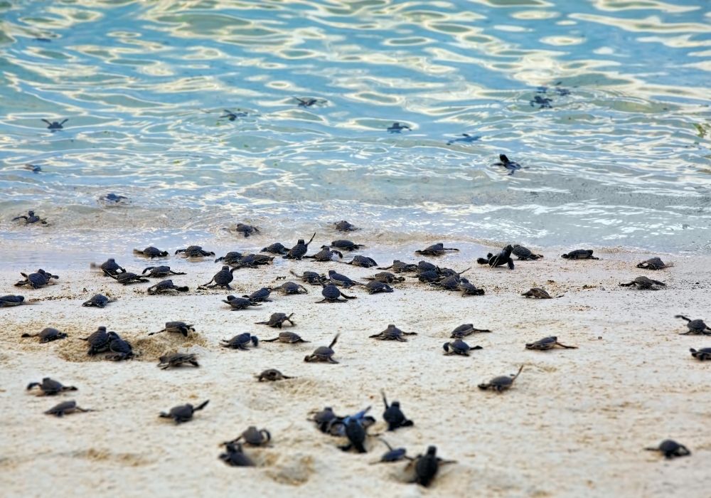 sea-turtle-hatchlings