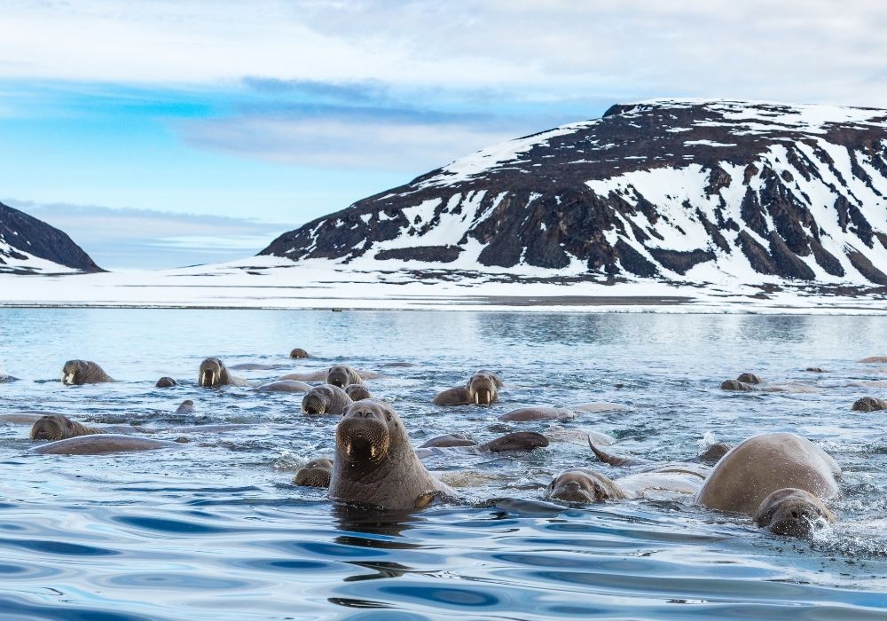 walruses arctic ocean